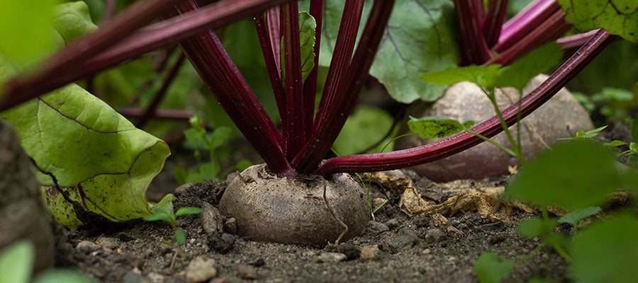 Beet root slightly sticking out from the ground.