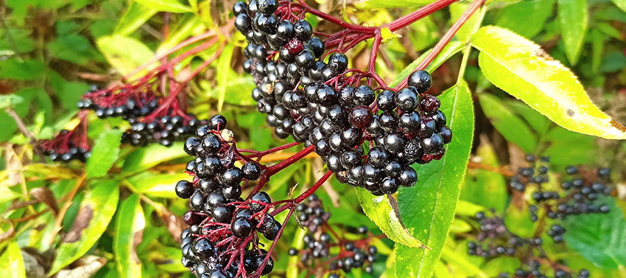 Elderberries on a Elderberry bush.